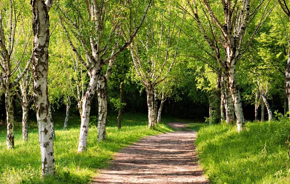 Greens, summer, freshness, nature, purity, track, alley, birch