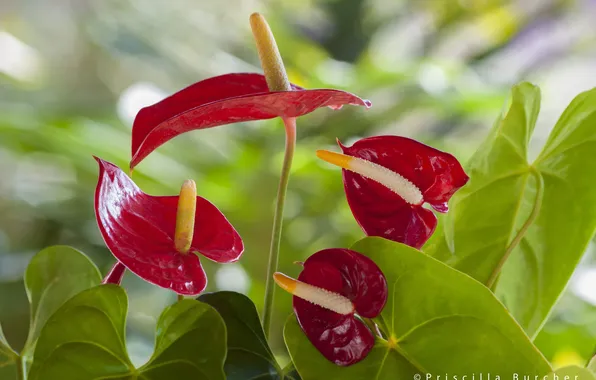 Leaves, Anthurium, Flower Flamingo