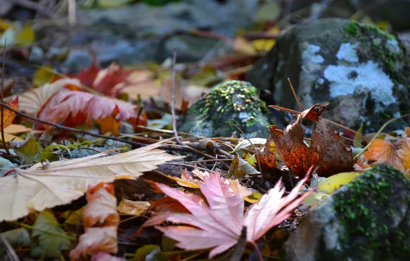 Autumn, forest, leaves, stones