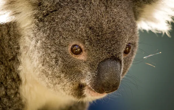Australia, Koala, herbivores, marsupials