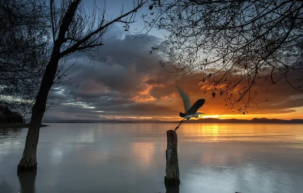 Sunset, nature, lake, bird