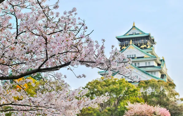 Picture temple, structure, cherry blossoms, Bagus Pangestu, japanese architecture