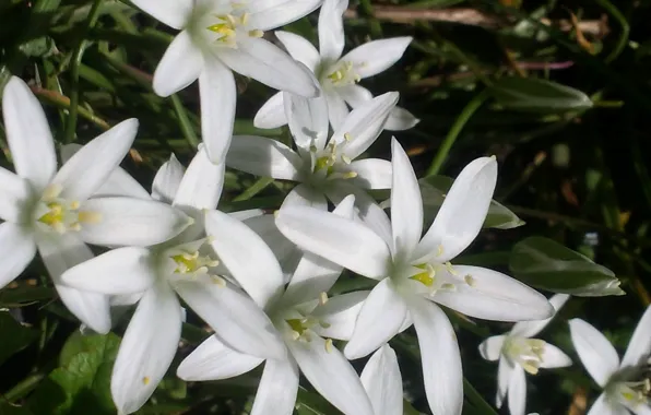 Flowers, White, a lot