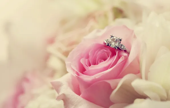 Flower, macro, pink, rose, ring