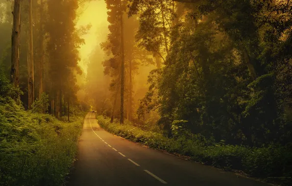 Road, machine, forest, grass, trees, fog, markup