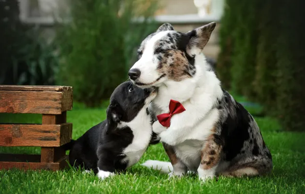Dogs, grass, smile, lawn, puppy, box, face, bow tie