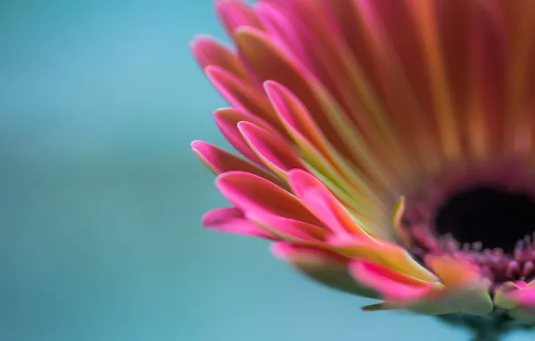 Macro, background, petals, gerbera