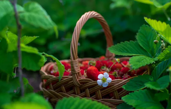 Greens, summer, leaves, berries, garden, strawberry, basket, flowering