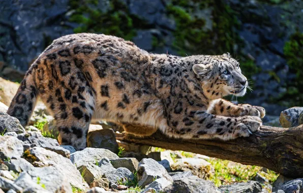 Picture look, nature, pose, IRBIS, snow leopard, wild cat