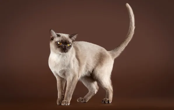 Cat, cat, look, brown background, Siamese