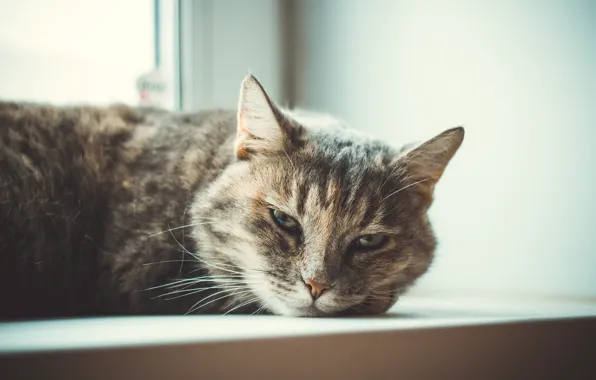 Picture cat, animal, beautiful