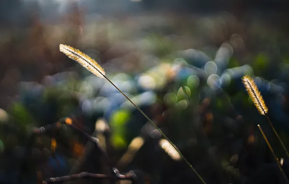 Picture grass, macro, light, nature, glare, bokeh