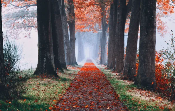 Autumn, leaves, trees, fog, alley