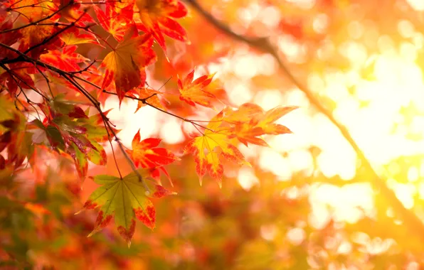 Autumn, leaves, colorful, maple, autumn, leaves, autumn, maple