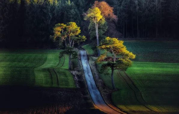 Wallpaper road, field, trees