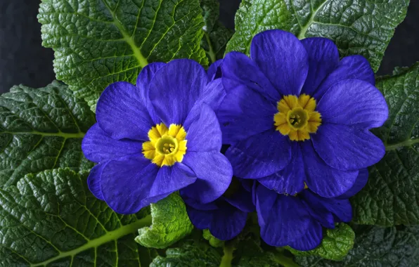 Macro, blue, Primula