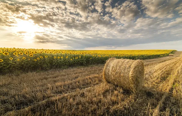 Field, summer, the sky, the sun, clouds, sunflowers, hay, bales
