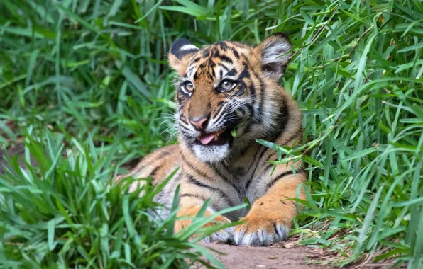 Greens, language, grass, look, face, nature, tiger, pose