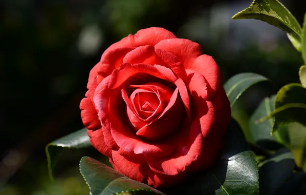 Picture bright, flowers, red, the dark background, Camellia, leaves