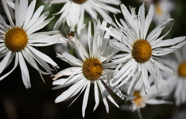 Macro, light, flowers, chamomile, white, bokeh, leucanthemum, thin petals