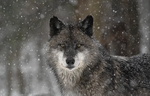 Picture look, face, snow, wolf, predator, the orderly forest