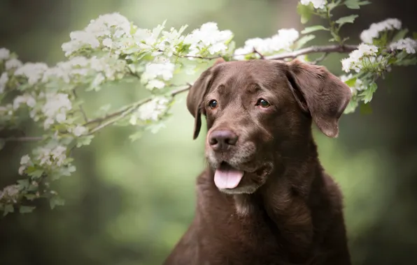 Language, look, face, flowers, branches, nature, portrait, dog