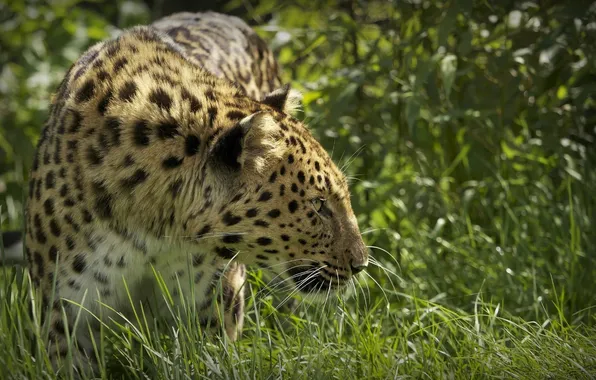 Picture grass, face, predator, profile, wild cat, the Amur leopard, © Ania Jones