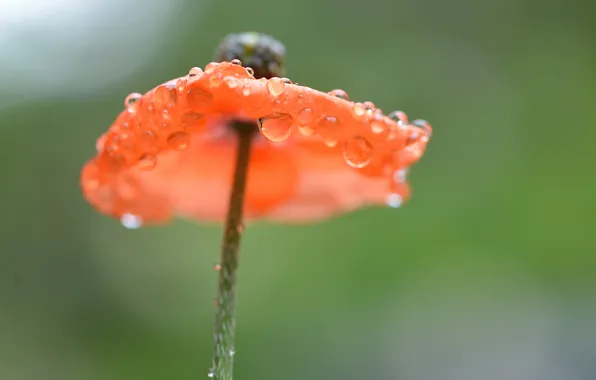 Drops, flowers, background, Mac, focus, stem