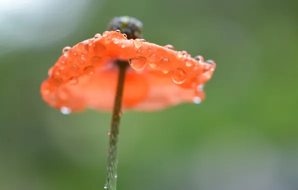 Flower, drops, background, Mac, focus, stem