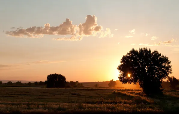 Picture field, summer, the sun, trees, fog, sunrise, village, morning