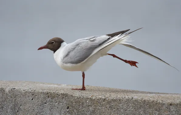 Picture stretching, warm-up, or ordinary (river) gull (Larus ridibundus), Black-headed gull