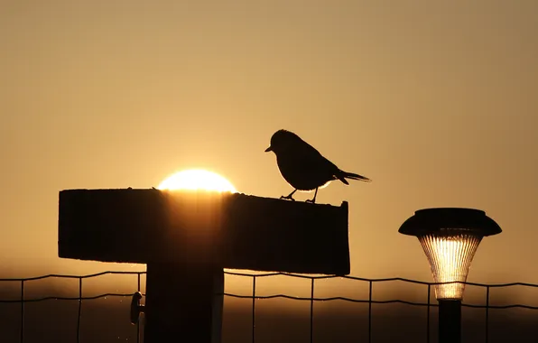 The sun, sunset, bird, the evening, lantern