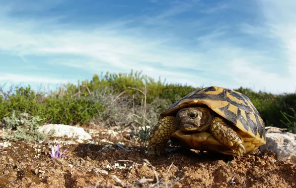 The sky, grass, look, clouds, stones, blue, turtle, walk