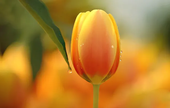 Flower, macro, nature, Tulip