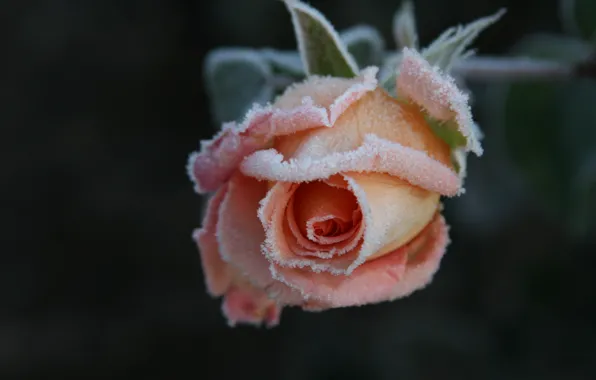 Cold, frost, flower, macro, flowers, background, Wallpaper, rose