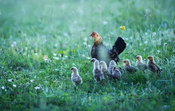 Summer, grass, birds, nature, glade, chickens, chicken, walk