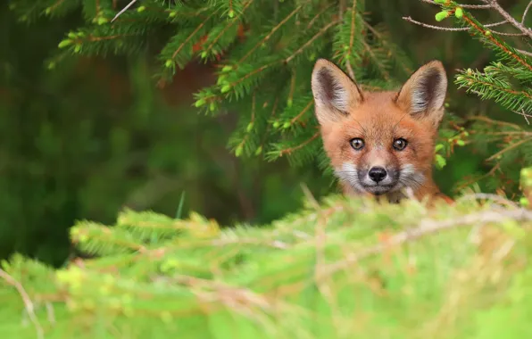Picture Fox, face, Fox