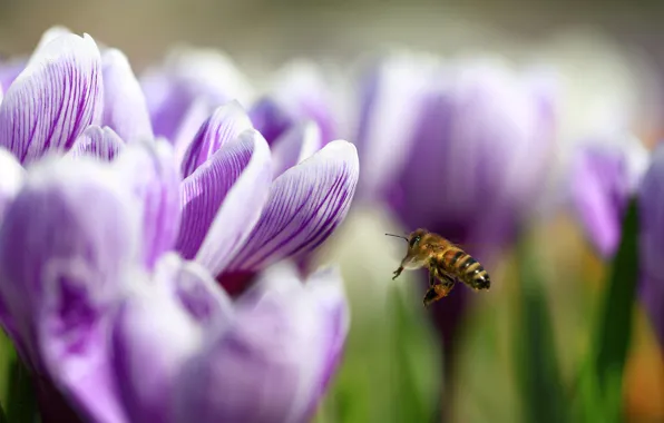 Macro, flight, flowers, bee, blur, spring, petals, crocuses