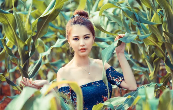 Picture look, face, model, cornfield