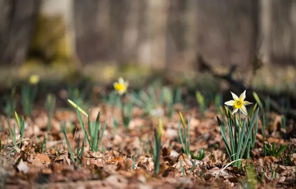 Picture nature, daffodils, bokeh
