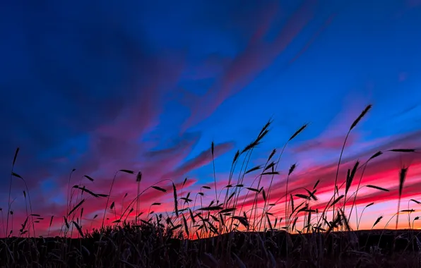 Picture the sky, grass, clouds, plant, silhouette, glow