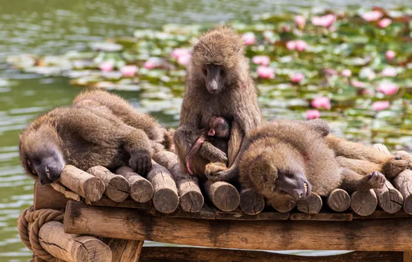 Macaques, stay, baby, monkey, water lilies, pond, the raft, family