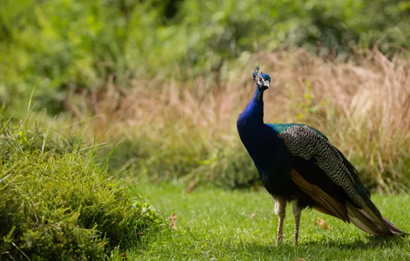 Grass, nature, animal, bird, glade, peacock, birds