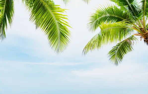 Picture beach, summer, the sky, the sun, palm trees, summer, beach, beautiful