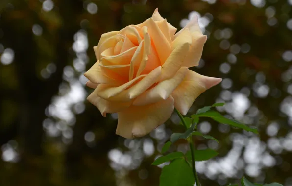 Macro, rose, stem, yellow, bokeh