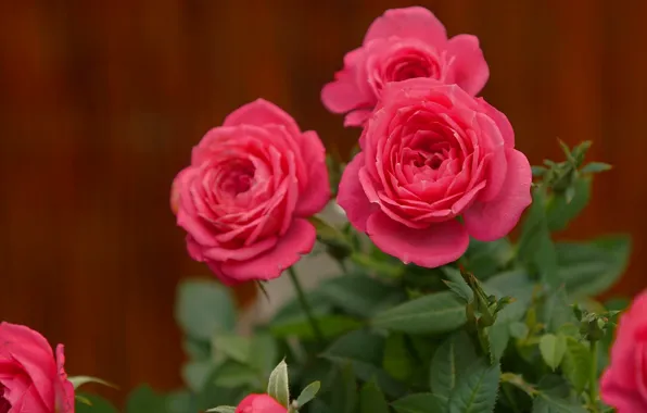 Background, roses, buds
