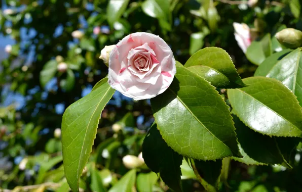 Picture Flower, Leaves, Flower, Camellia, Leaves, Camellia
