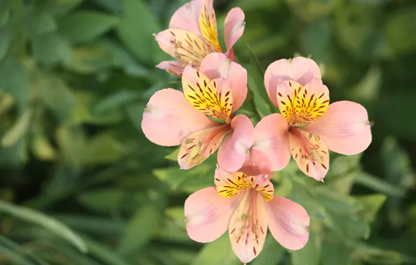 Greens, flowers, garden, pink, flowerbed, bokeh, Alstroemeria