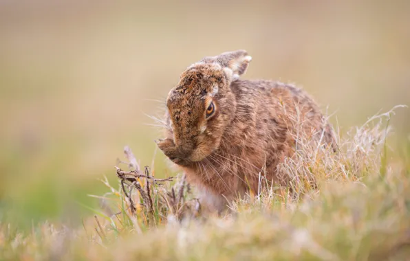 Picture grass, face, nature, pose, background, hare, paws