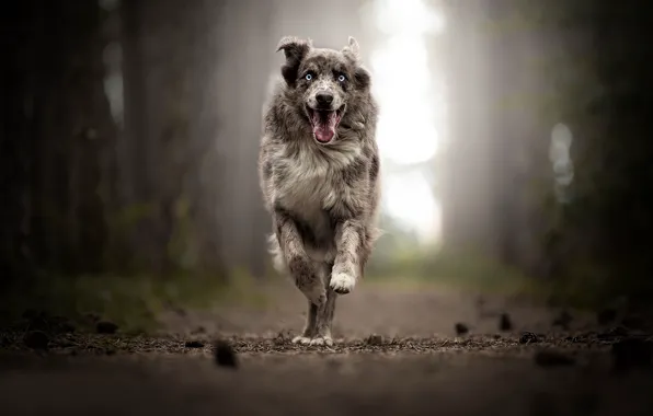 Joy, dog, running, walk, bokeh, Australian shepherd, Aussie